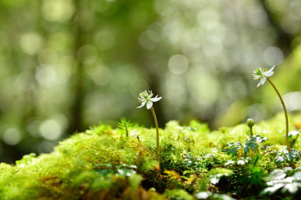 La Sophro-énergie pour se ressourcer dans la nature
